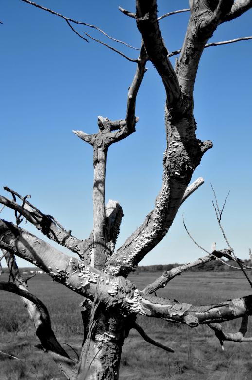 Free stock image of Lonely Tree Comfort created by Seth Chenard