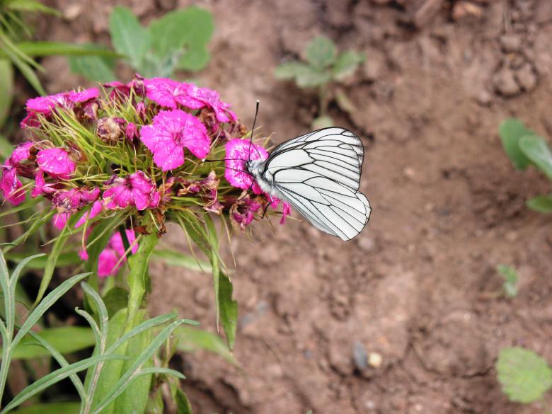 Free stock image of White butterfly on pink flower created by Yuliy Ganev