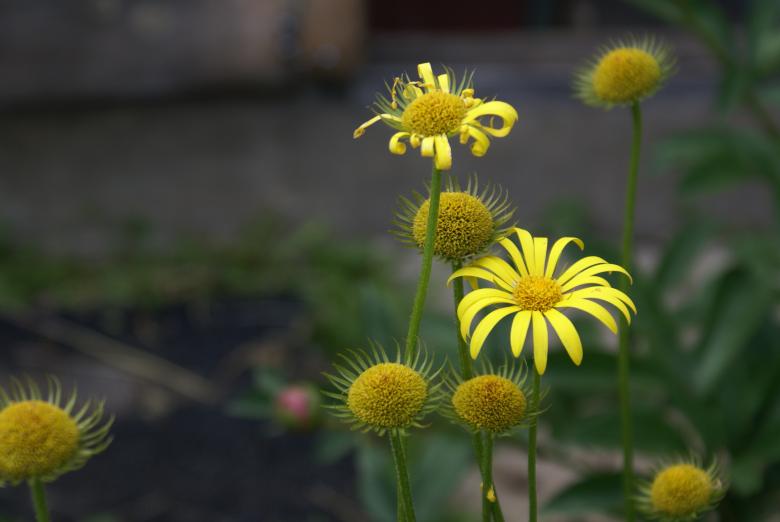 Free stock image of Yellow Flowers created by alenasmile