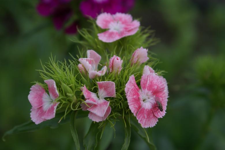 Free stock image of Fly on pink flower created by alenasmile