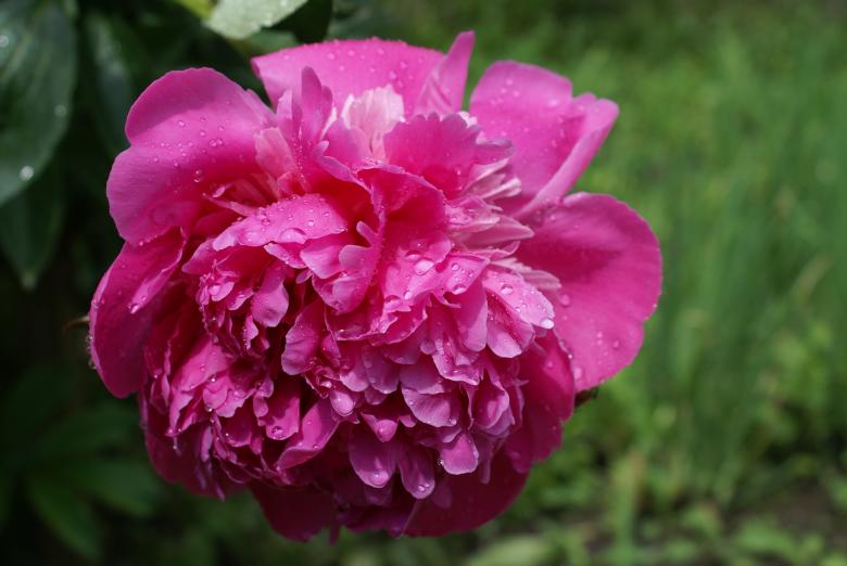 Free stock image of Pink Flower created by alenasmile