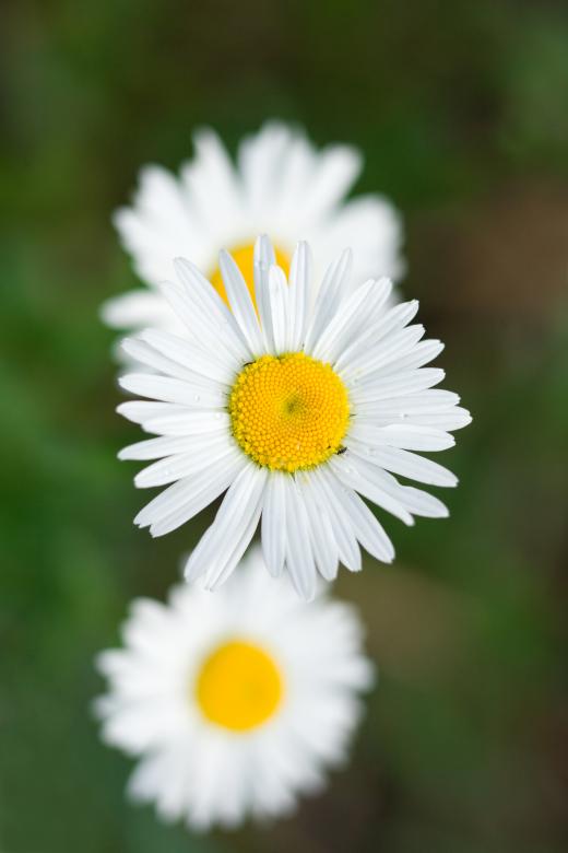 Free stock image of Chamomiles created by shvydkova