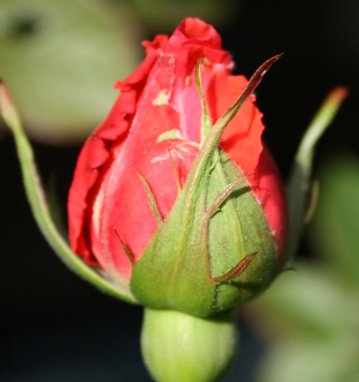 Free stock image of A Rose Before A Rose created by GusRomanPhotography