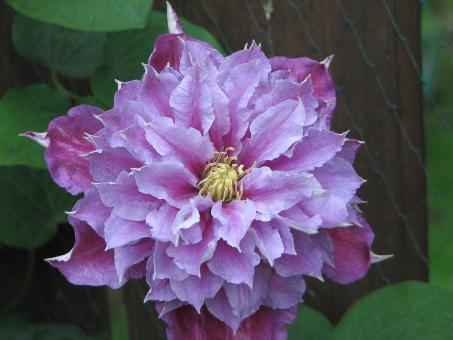 Clematis Close up - Free Stock Photo