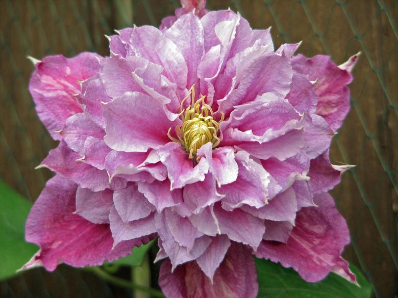 Free stock image of Clematis Close up created by Michael Haire