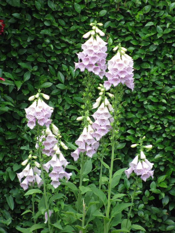 Free stock image of Beautiful pale pink Digitalis created by Yuliy Ganev