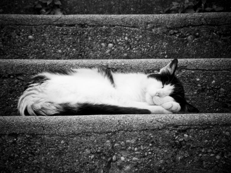 Free stock image of Zzzz... created by Furio Franceschinel