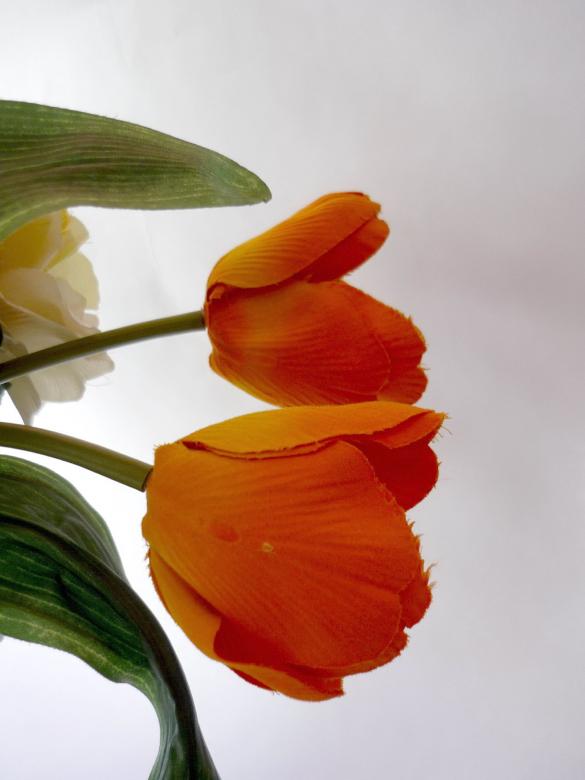 Free stock image of Orange Tulips created by Bilal Aslam
