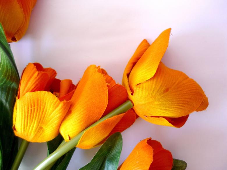 Free stock image of Orange Tulips created by Bilal Aslam