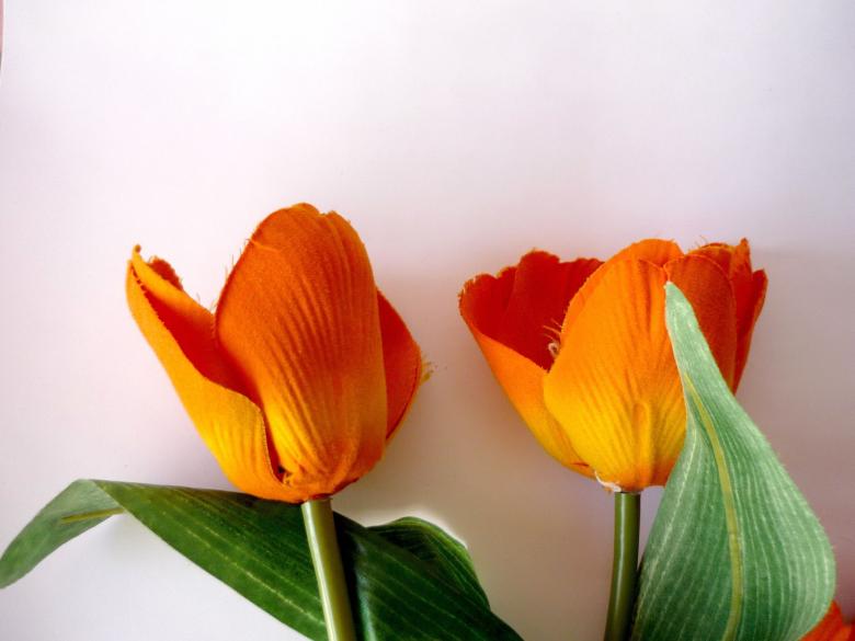 Free stock image of Orange Tulips created by Bilal Aslam