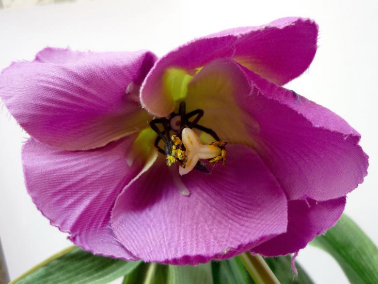 Free stock image of Purple Flowers created by Bilal Aslam