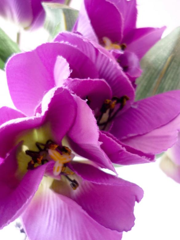 Free stock image of Purple Flowers created by Bilal Aslam