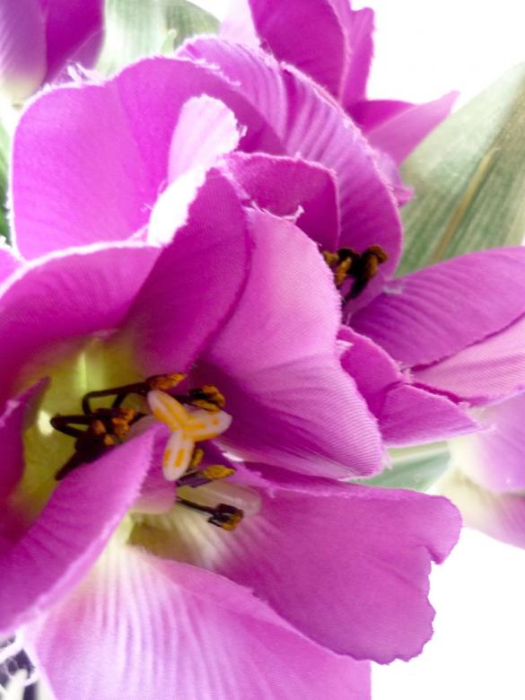 Free stock image of Purple Flowers created by Bilal Aslam