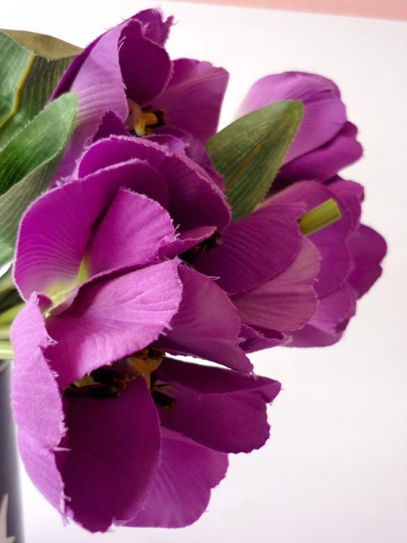 Free stock image of Purple Flowers created by Bilal Aslam