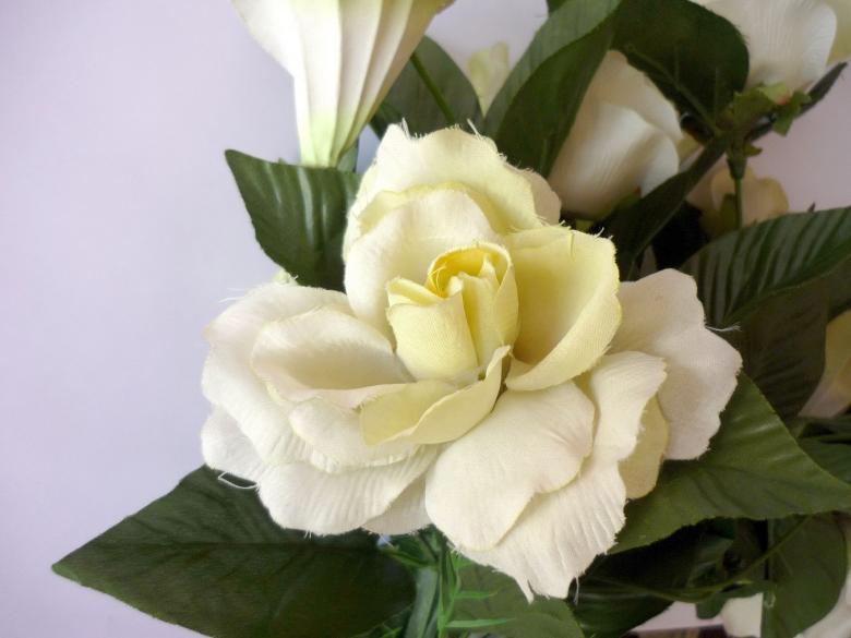 Free stock image of White Rose created by Bilal Aslam