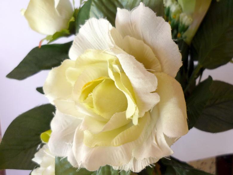 Free stock image of White Rose created by Bilal Aslam