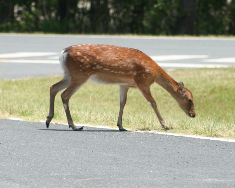 Free stock image of Deer created by GusRomanPhotography