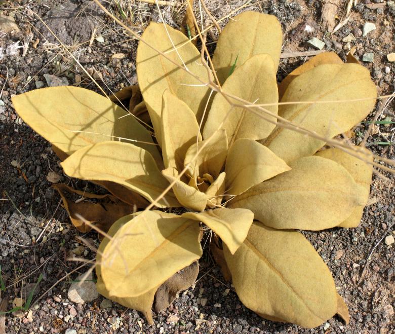 Free stock image of Yellow plant created by Alireza GHABRAEI