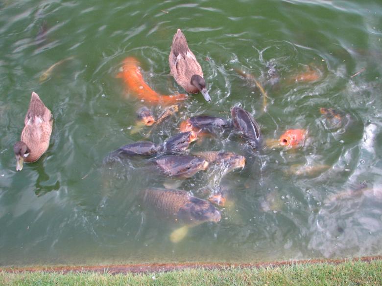 Free stock image of Ducks competing with fish created by Michael Haire