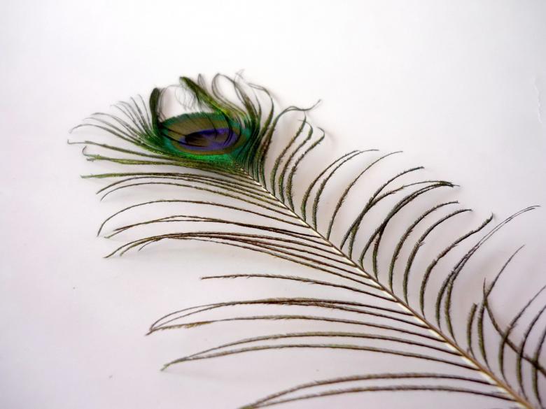 Free stock image of Peacock Feather created by Bilal Aslam