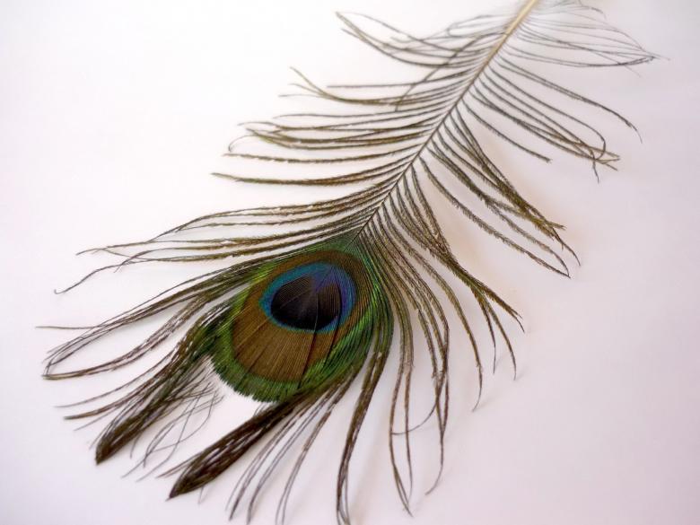 Free stock image of Peacock Feather created by Bilal Aslam