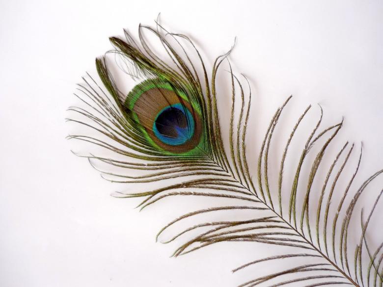Free stock image of Peacock Feather created by Bilal Aslam