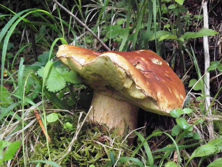 Free stock image of Edible mushroom manar created by Yuliy Ganev