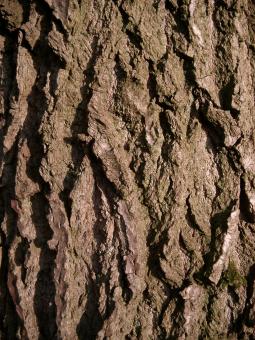 Tree Bark - Free Stock Photo