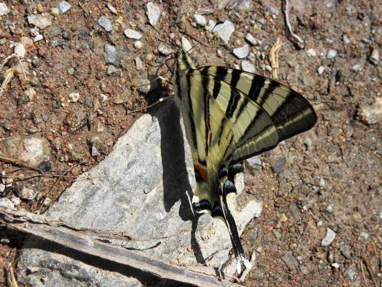 Free stock image of Swallow-tail butterfly created by Yuliy Ganev