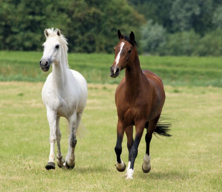 Free stock image of Horses in the Netherlands created by Theheijt