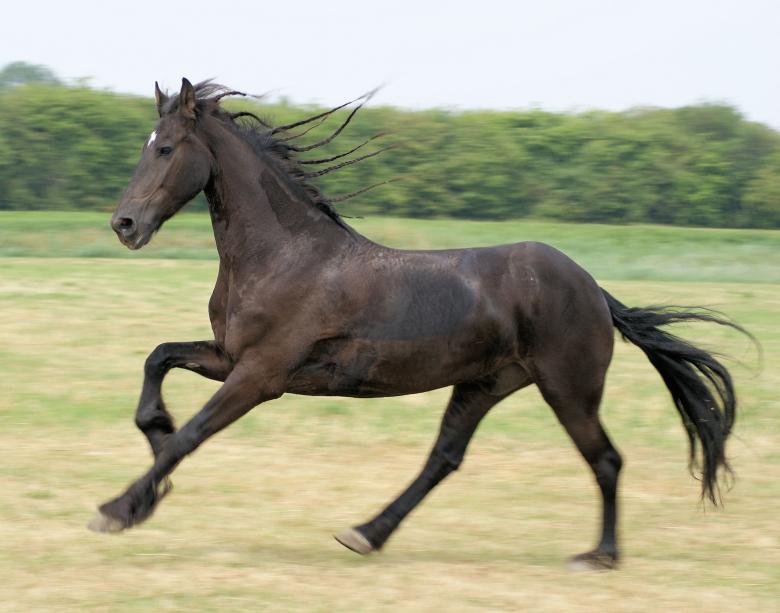Free stock image of Horses in the Netherlands created by Theheijt