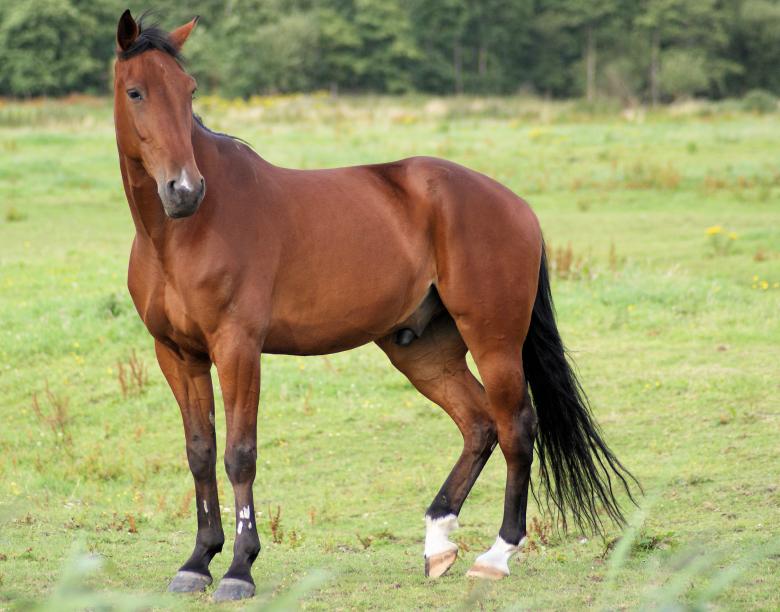 Free stock image of Horses in the Netherlands created by Theheijt