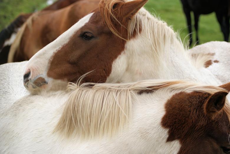 Free stock image of Horses in the Netherlands created by Theheijt