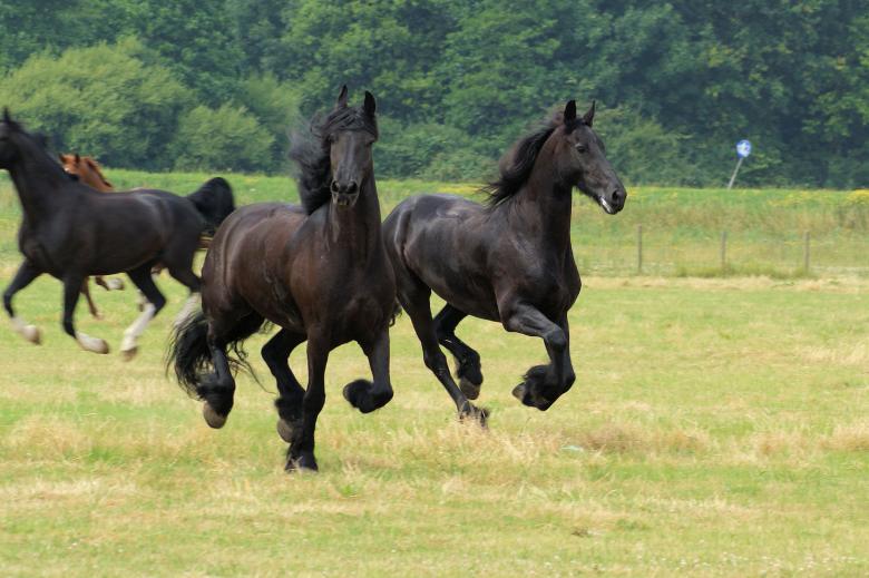 Free stock image of Horses in the Netherlands created by Theheijt