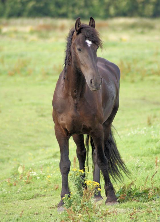 Free stock image of Horses in the Netherlands created by Theheijt