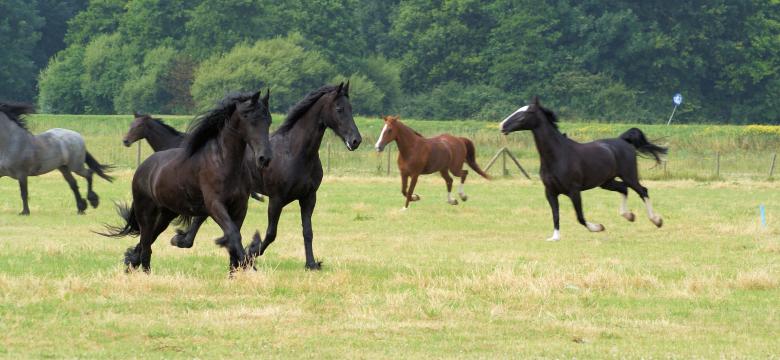 Free stock image of Horses in the Netherlands created by Theheijt