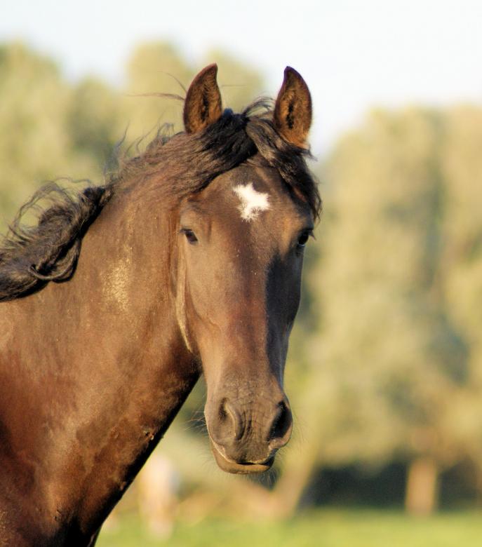 Free stock image of Horse in the Netherlands created by Theheijt