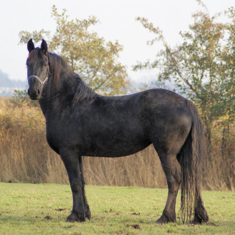 Free stock image of Horse in the Netherlands created by Theheijt