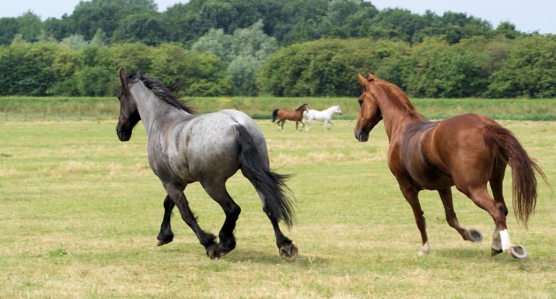 Free stock image of Horses in the Netherlands created by Theheijt
