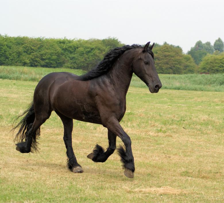 Free stock image of Horse in the Netherlands created by Theheijt