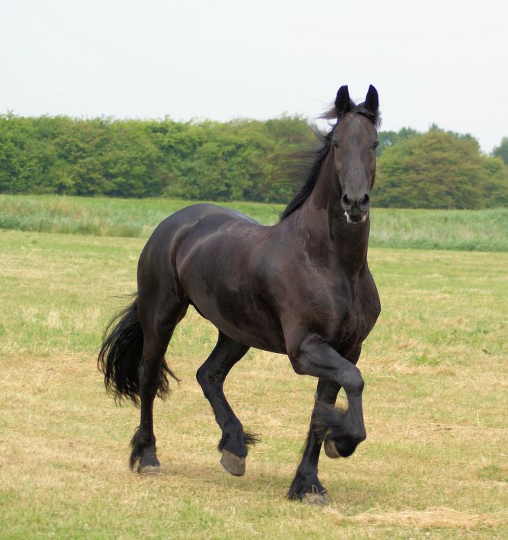 Free stock image of Horse in the Netherlands created by Theheijt