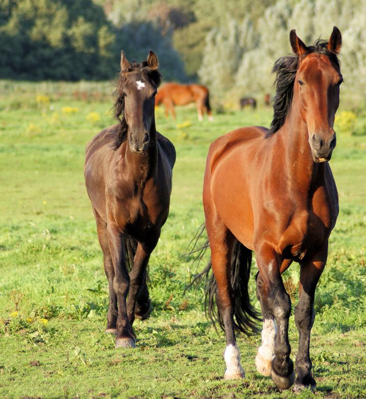 Free stock image of Horses in the Netherlands created by Theheijt