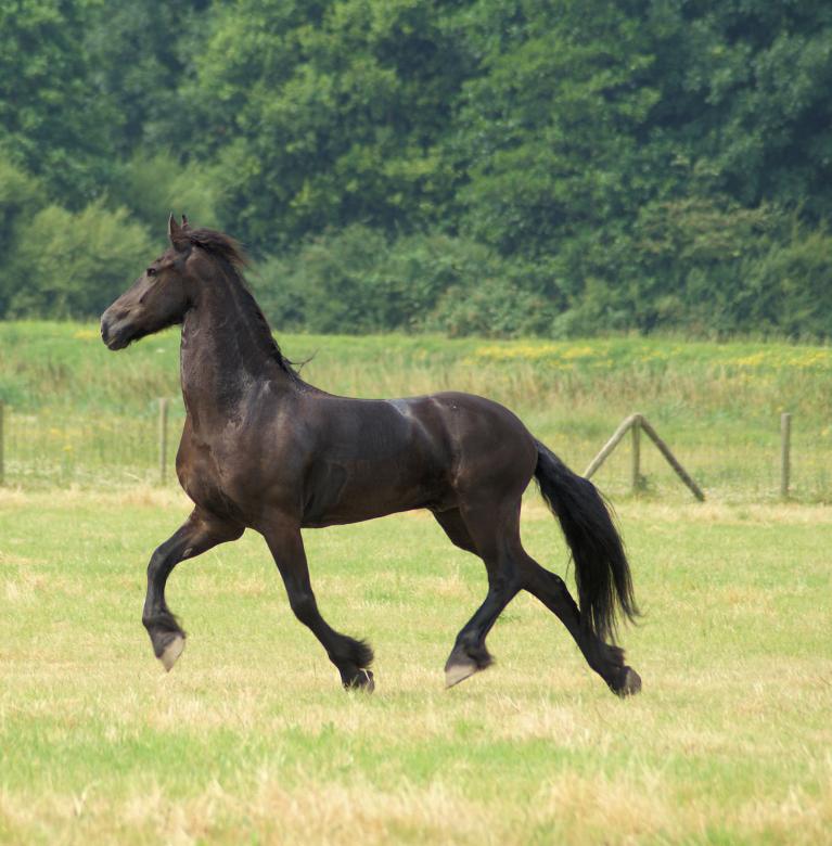 Free stock image of Horse in the Netherlands created by Theheijt
