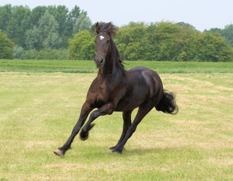 Free stock image of Horse in the Netherlands created by Theheijt