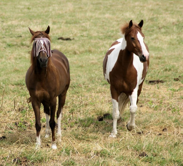 Free stock image of Horses in the Netherlands created by Theheijt