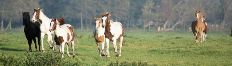 Free stock image of Horses in the Netherlands created by Theheijt