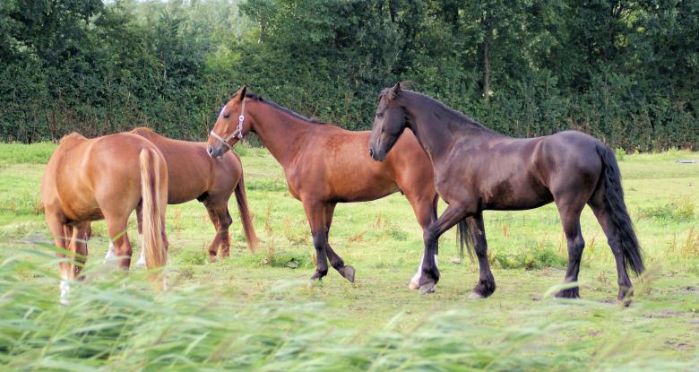 Free stock image of Horses in the Netherlands created by Theheijt
