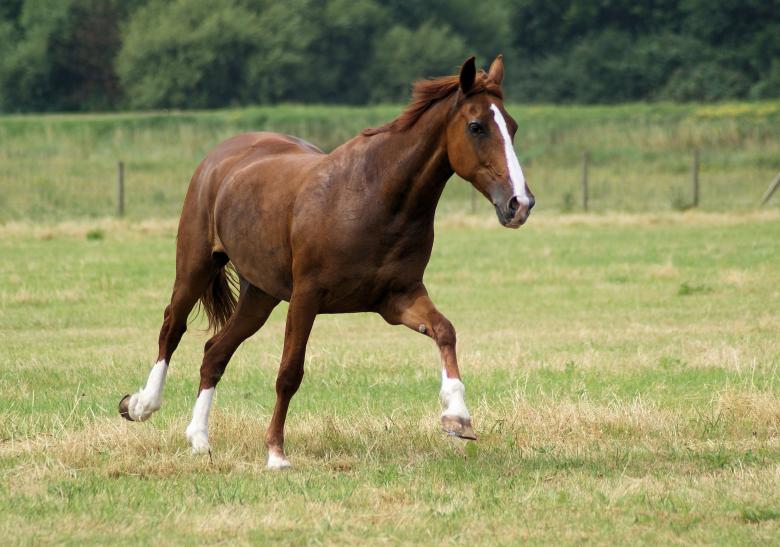 Free stock image of Horses in the Netherlands created by Theheijt