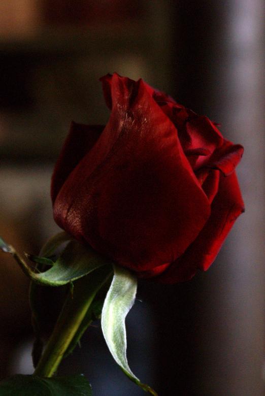 Free stock image of Red Rose created by dollym46