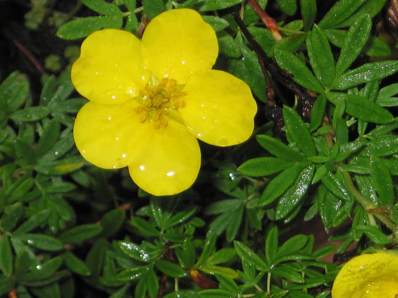 Free stock image of Wet Flower created by Matt Archibald